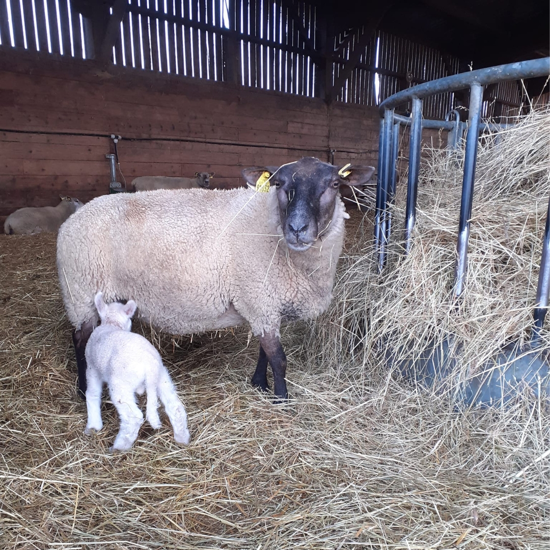 Illustration de l’expérience Initiation à la tonte des agnelles